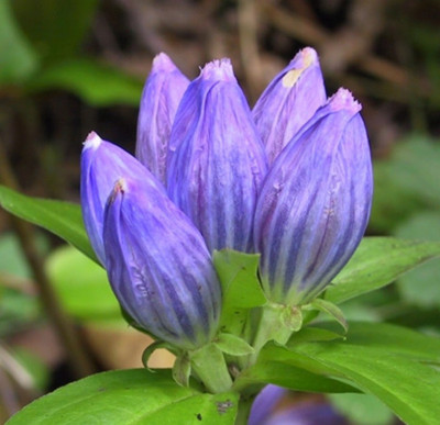 

National Gardens Bottle Gentian Flower Seeds Seed(10 per packet)