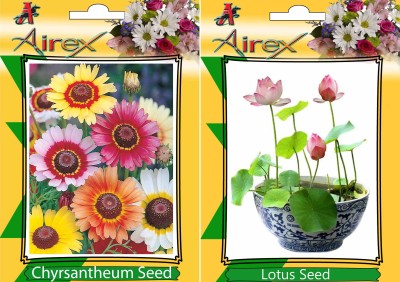 Airex Chyrsantheum and Lotus Flower Seeds (Pack Of 25 Seeds * 2 Per Packet) Seed(25 per packet)