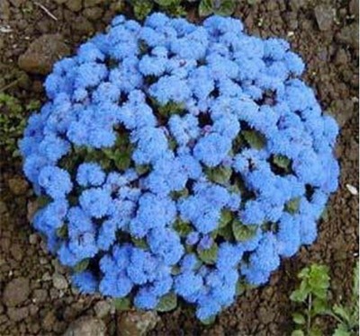 NATIONAL GARDENS Dwarf Blue Bedder Flower Seeds Seed(10 per packet)