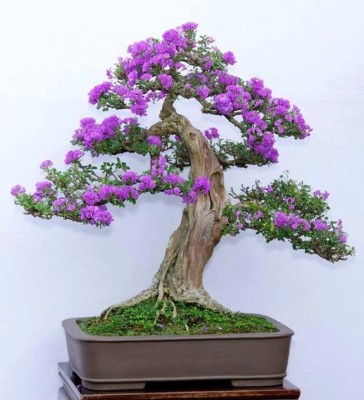 

Bio Kisan Jacaranda Mimosifolia Blue Bonsai Tree Seeds Seed(10 per packet)