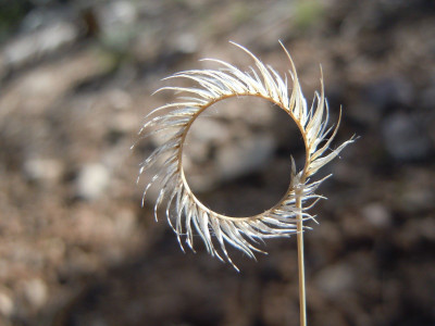 NATIONAL GARDENS Blue Grama Grass Seeds Seed(20 per packet)