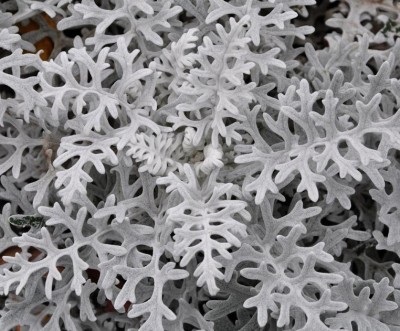 NATIONAL GARDENS Silverdust Dusty Miller Flower Seeds Seed(10 per packet)