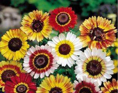 

National Gardens Tricolor Painted Daisy Flower Seeds Seed(10 per packet)