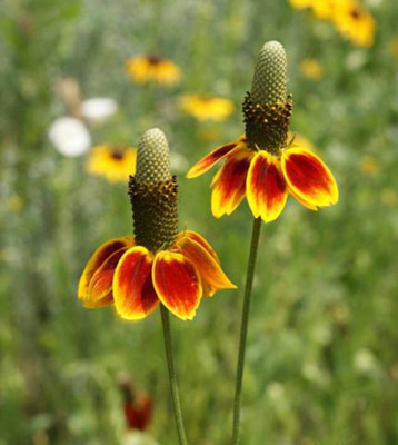 

National Gardens Dwarf Mexican Hat Flower Seeds Seed(10 per packet)