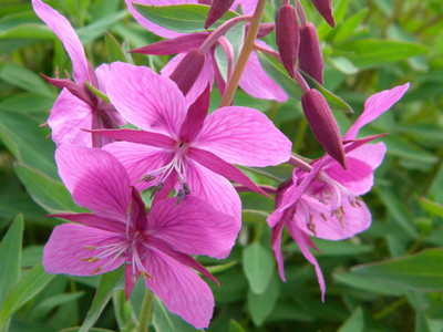 

National Gardens Fireweed Flower Seeds Seed(10 per packet)