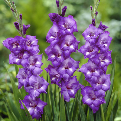 

Generic GLADIYOLA Seed(2 per packet)