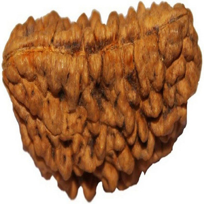 SHIVOHAM Lab Certified 1 Mukhi Rudraksha Silk Dori Pendant