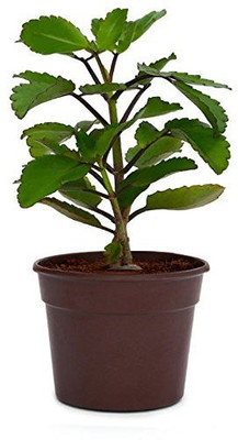 

get some deals Pinnat Kalancho - Patharchatta Plant(Yes Pack of 1 Herb)