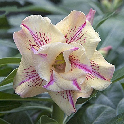 

Generic DESERTROSE Seed(10 per packet)
