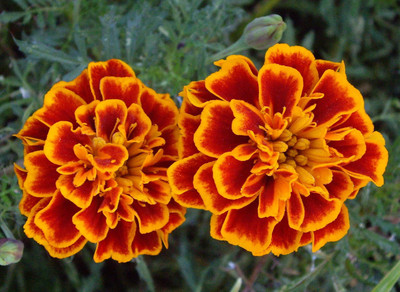 

Generic MARIGOLD Seed(30 per packet)