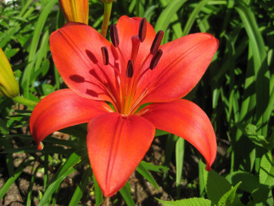 

Generic AMARYLLIS Seed(4 per packet)