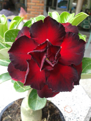 

Generic DESERTROSE Seed(10 per packet)