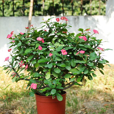 

get some deals Euphorbia flower table plant Plant(Yes Pack of 1 Flower)