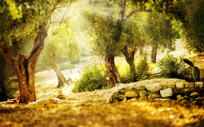 

KumkumArts Scenary Poster 12 x 18 Inch, HD Quality Image, Gloss Paper, Unframed, Qty 1 Paper Print(18 inch X 12 inch, Rolled)