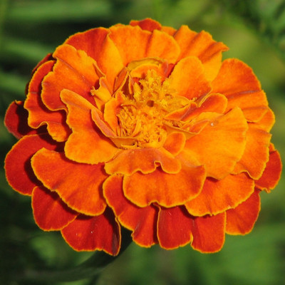 Generic marigold Seed(30 per packet)