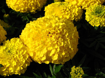 

Generic MARIGOLD Seed(30 per packet)