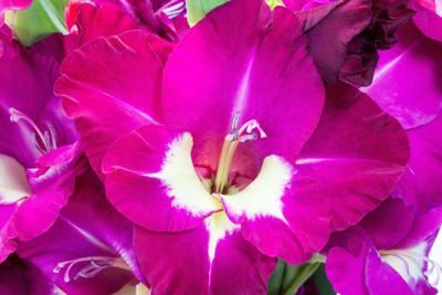 

Generic GLADIYOLA Seed(4 per packet)