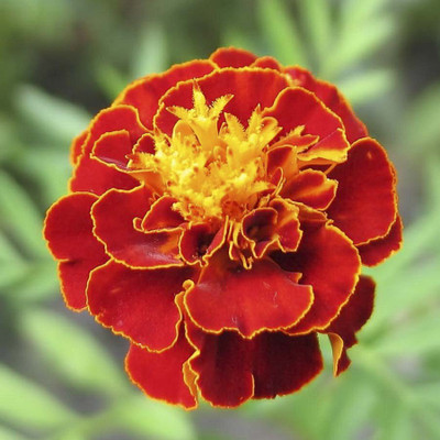 

Generic marigold Seed(30 per packet)