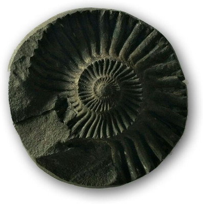 

MNA Sudarshan Shaligram / Original Shaligram / Gandaki River Shaligram shila Decorative Showpiece - 3 cm(Stoneware, Multicolor)