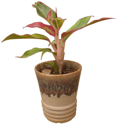

Minerva Naturals Table top ceramic pot with Bottom Tray 11cm Plant Container Set(Ceramic)