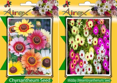 Airex Chyrsantheum and Mesembryanthemum / Midday Flower Seeds (Pack Of 15 Seeds * 2 Per Packet) Seed(15 per packet)