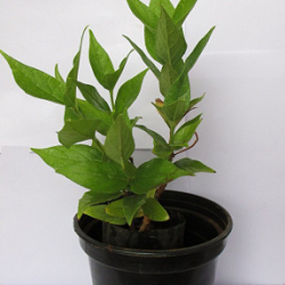 

get some deals Parijaat-Harsingaar Plant(Yes Pack of 1 Herb)