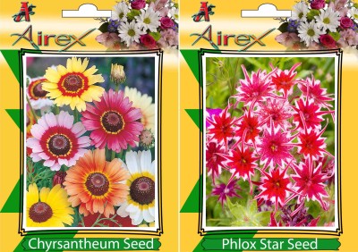 Airex Chrysanthemum and Phlox Star (Twinkle Star) Flower Seeds (Pack Of 20 Seeds * 2 Per Packet) Seed(20 per packet)