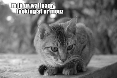 

Akhuratha cats-grayscale-quotes-text- Wall Poster Paper Print(12 inch X 18 inch, Rolled)