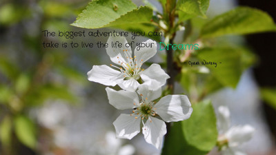 

Akhuratha aquote-quotes-adventure-dream Wall Poster Paper Print(12 inch X 18 inch, Rolled)