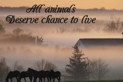 

Akhuratha Wall Poster -all-animal-deserve-chance-to-live-hyqdy Paper Print(18 inch X 12 inch, Rolled)