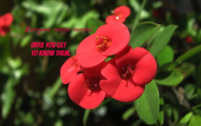 

Akhuratha aquote-quotes-normal Wall Poster Paper Print(12 inch X 18 inch, Rolled)