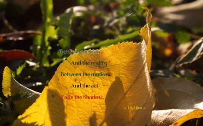

Akhuratha aquote-quotes-reality-idea-shadow Wall Poster Paper Print(12 inch X 18 inch, Rolled)