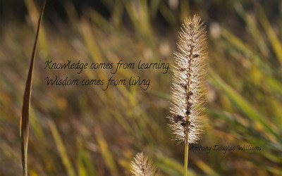 

Akhuratha aquote-quotes-knowledge-wisdom Wall Poster Paper Print(12 inch X 18 inch, Rolled)