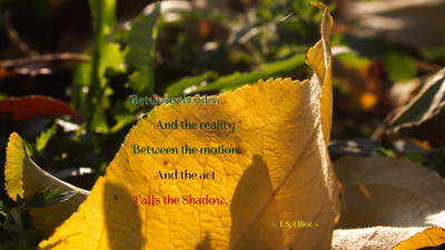 

Akhuratha a-quote-quotes-reality-idea-shadow Wall Poster Paper Print(12 inch X 18 inch, Rolled)