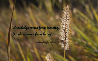 

Akhuratha aquote-quotes-knowledge-wisdom Wall Poster Paper Print(12 inch X 18 inch, Rolled)