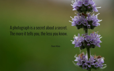 

Akhuratha aquote-quotes-secret-photograph Wall Poster Paper Print(12 inch X 18 inch, Rolled)