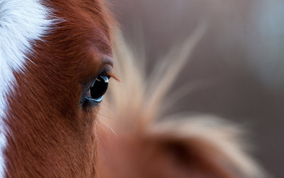 

Akhuratha a-horse Wall Poster Paper Print(12 inch X 18 inch, Rolled)