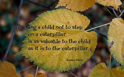 

Akhuratha aquote-quotes-knowledge-caterpillar-teaching Wall Poster Paper Print(12 inch X 18 inch, Rolled)