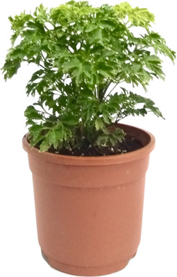 

Root Bridges Green Aralia Indoor Plant Plant(No Pack of 1 Foliage)