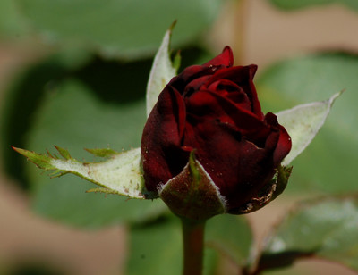 

Generic BLACK ROSE Seed(10 per packet)