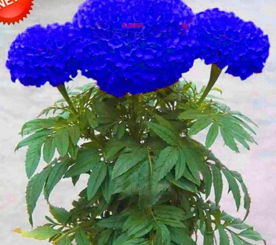 

Generic MARIGOLD Seed(30 per packet)