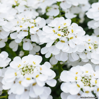 

Bio Kisan Candytuft White Flower Seed(10 per packet)