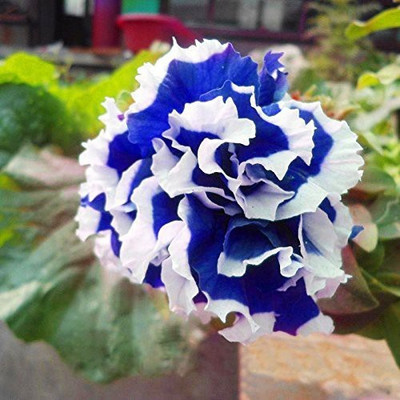 

BIO kISAN Petunia Petals Blue With White Side Seed(20 per packet)