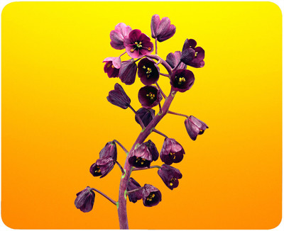 

Fashion Bit MS362 Mousepad(Multicolor)