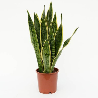 get some deals Snake Plant Plant(Yes Pack of 1 Foliage)