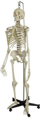 

BEXCO Articulated human skeleton model(Multicolor)