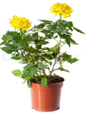 

get some deals Rose plant Plant(Yes Pack of 1 Flower)