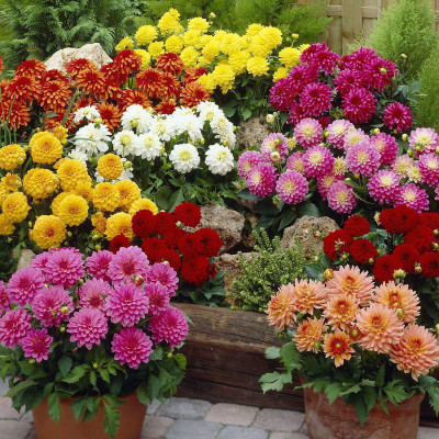 

Variety House Winter 7 Types Combo Flower Seed(200 per packet)