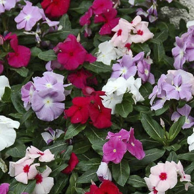 

Vsquare Retail Twinkle Little Mix (Vinca Rosea) Flower Seed(50 per packet)