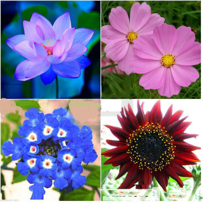 

Variety House Winter 4 Types Combo Flower Seed(100 per packet)